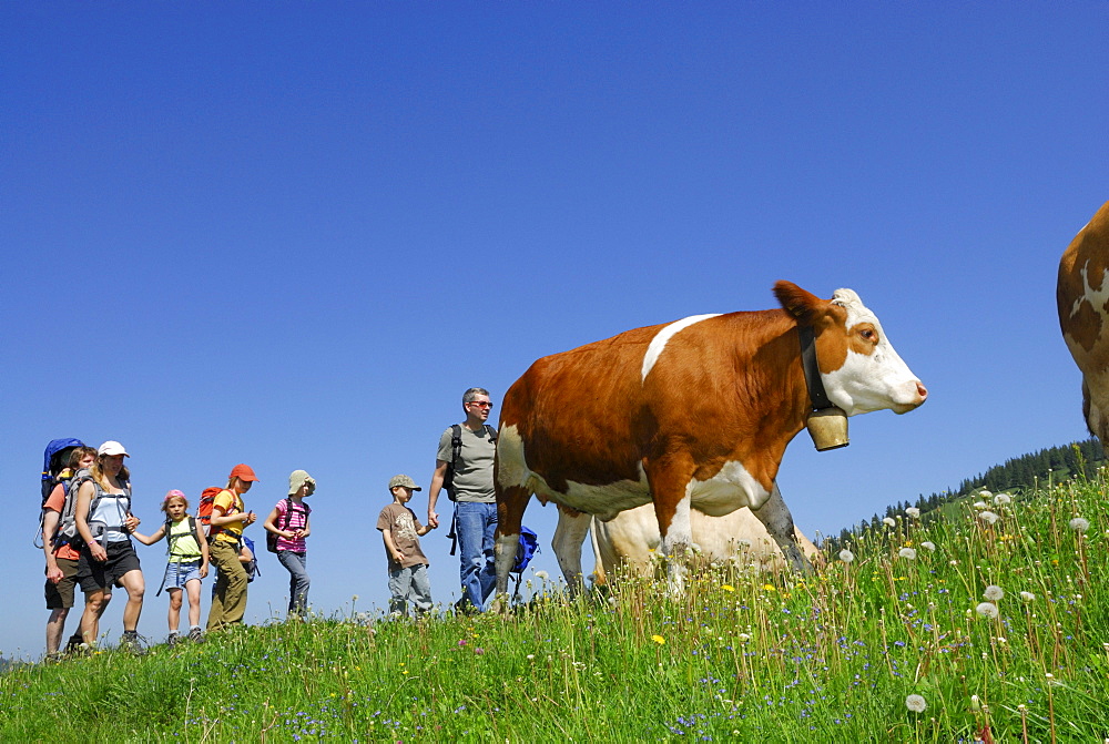 Group of hikers passing pasture with cattle, Bavarian Alps, Upper Bavaria, Bavaria, Germany