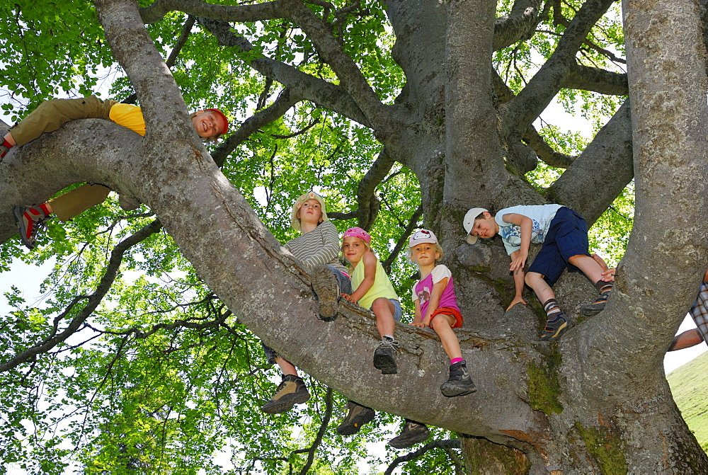 Children climbing on a tree, Bavarian Alps, Upper Bavaria, Bavaria, Germany
