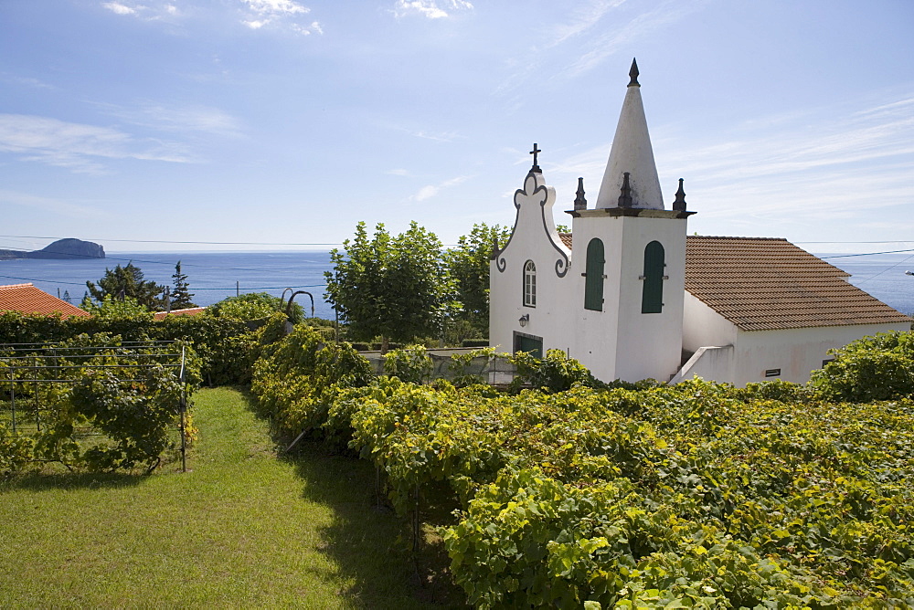 Grape vines and church, Varadouro, Faial Island, Azores, Portugal, Europe