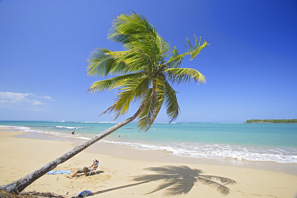 Man and palm tree at Tres Palmitas beach under blue sky, Puerto Rico, Carribean, America