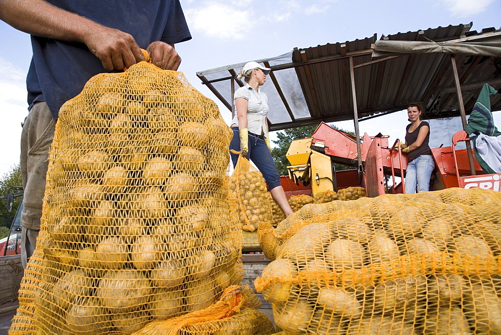 workers, sacks of potatoes, Lower Saxony, Northern Germany