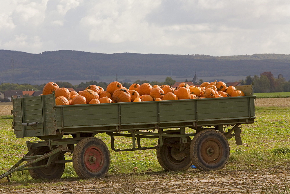 trailer with pumkins, colorful, field near Hannover, Lower Saxony