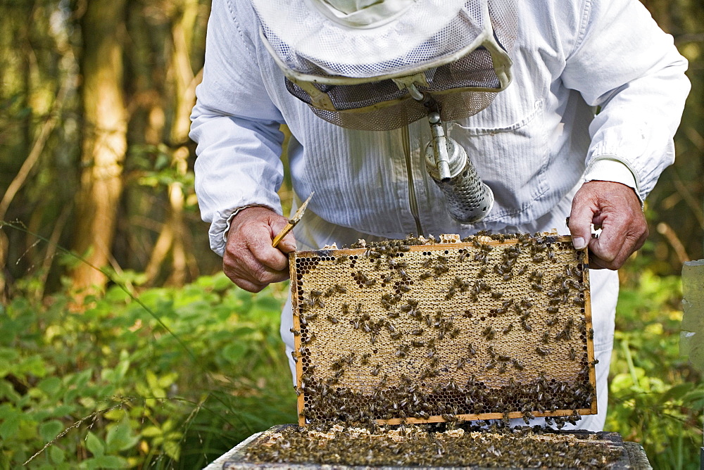 beekeeper, with smoke pipe, harvests honey from hives, Lower Saxony, Germany