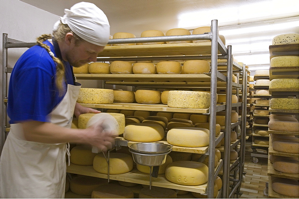 cheese production, Adolphshof near Lehrte, Hannover, Lower Saxony, Germany