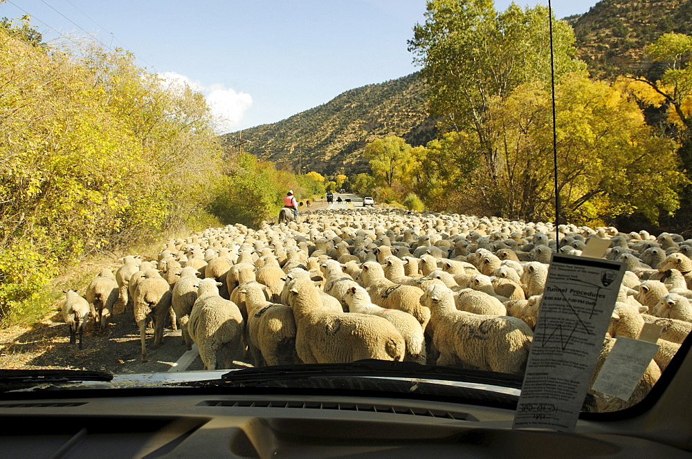 Sheep herd, Panguitch, Utah, USA