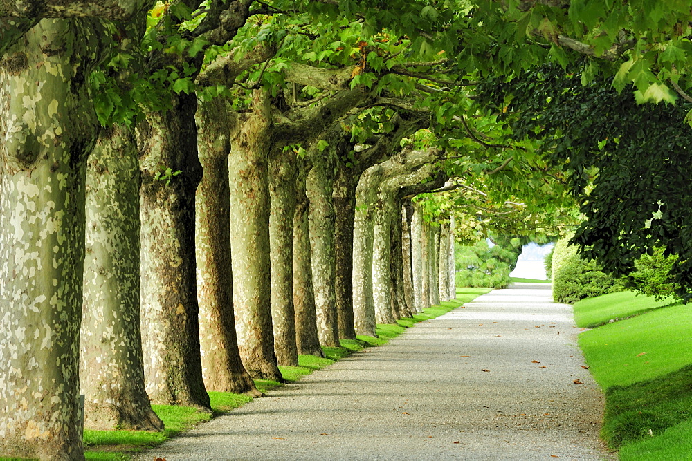 Alley of plane trees at Lake Como, Lombardy, Italy