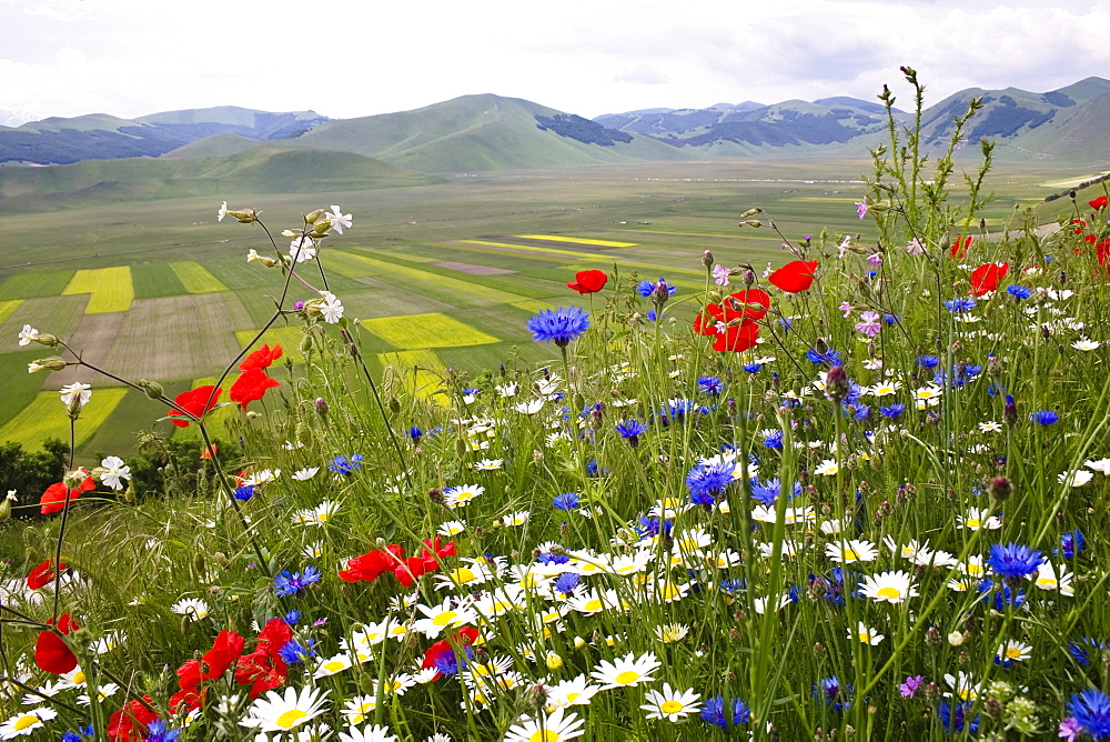 flowering meadow, Piano Grande, Monti Sibillini Nationalpark near Castelluccio, Umbria, Italy