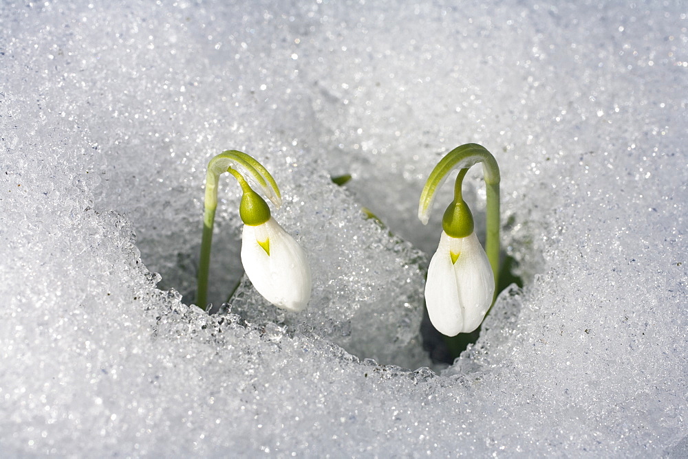 snowdrops in snow, Galanthus nivalis, Germany