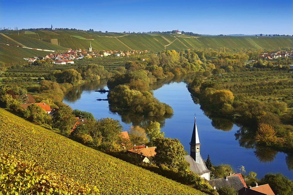 View over vineyards along Main river to Volkach-Escherndorf, Franconia, Bavaria, Germany