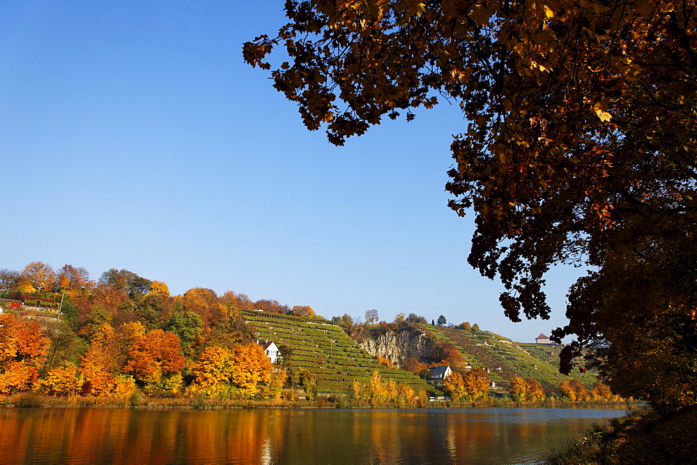 Vineyards along river Neckar, Munster-Stuttgart, Baden-Wurttemberg, Germany