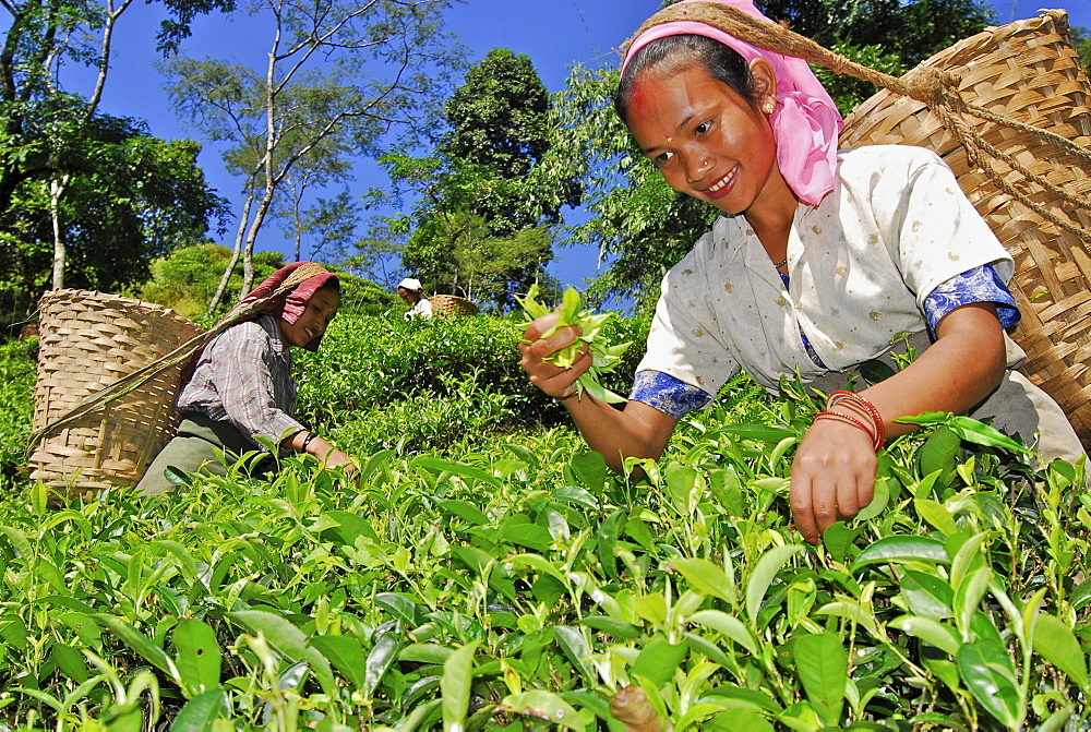 Women plucking tea at Makaibari tea plantation, Darjeeling, West Bengal, India, Asia