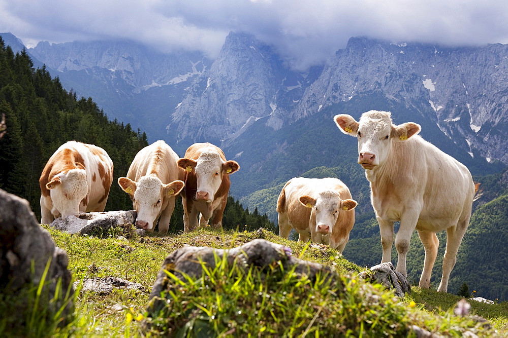 Cattle near Ritzau Alp, Kaisertal, Ebbs, Tyrol, Austria