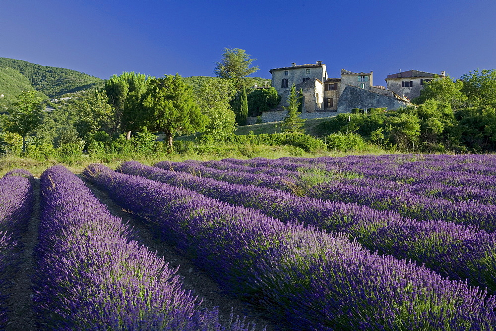 Blooming lavender field in front of the village Auribeau, Luberon mountains, Vaucluse, Provence, France