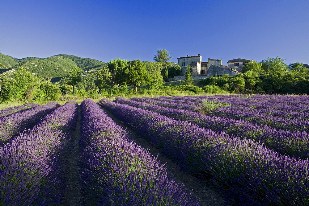 Blooming lavender field in front of the village Auribeau, Luberon mountains, Vaucluse, Provence, France