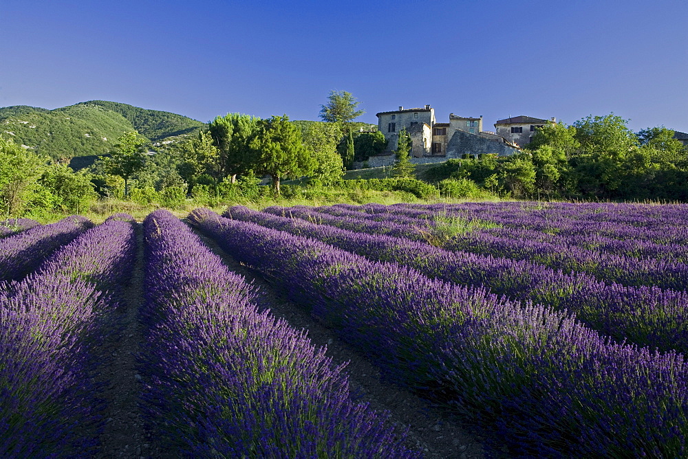 Blooming lavender field in front of the village Auribeau, Luberon mountains, Vaucluse, Provence, France