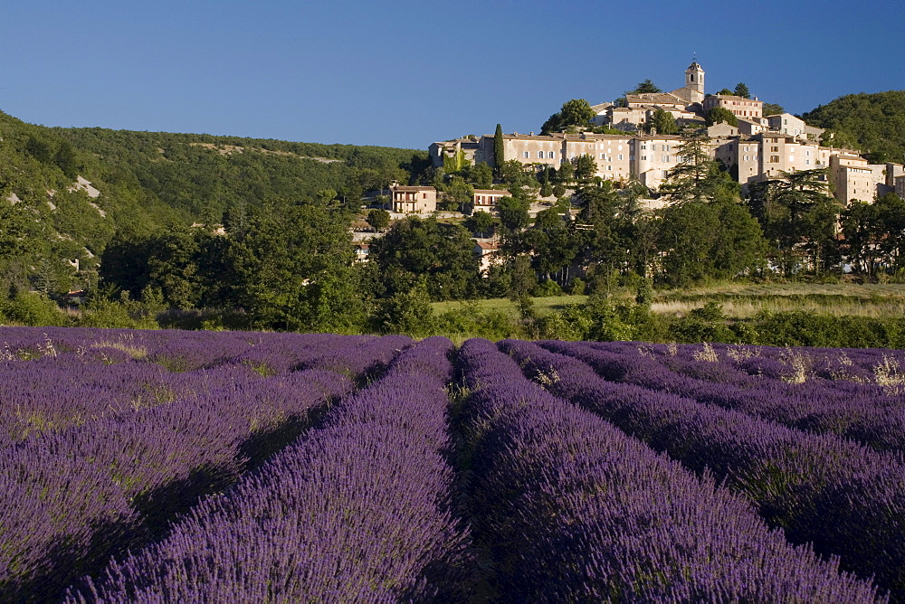 Blooming lavender field in front of the village Banon, Alpes-de-Haute-Provence, Provence, France