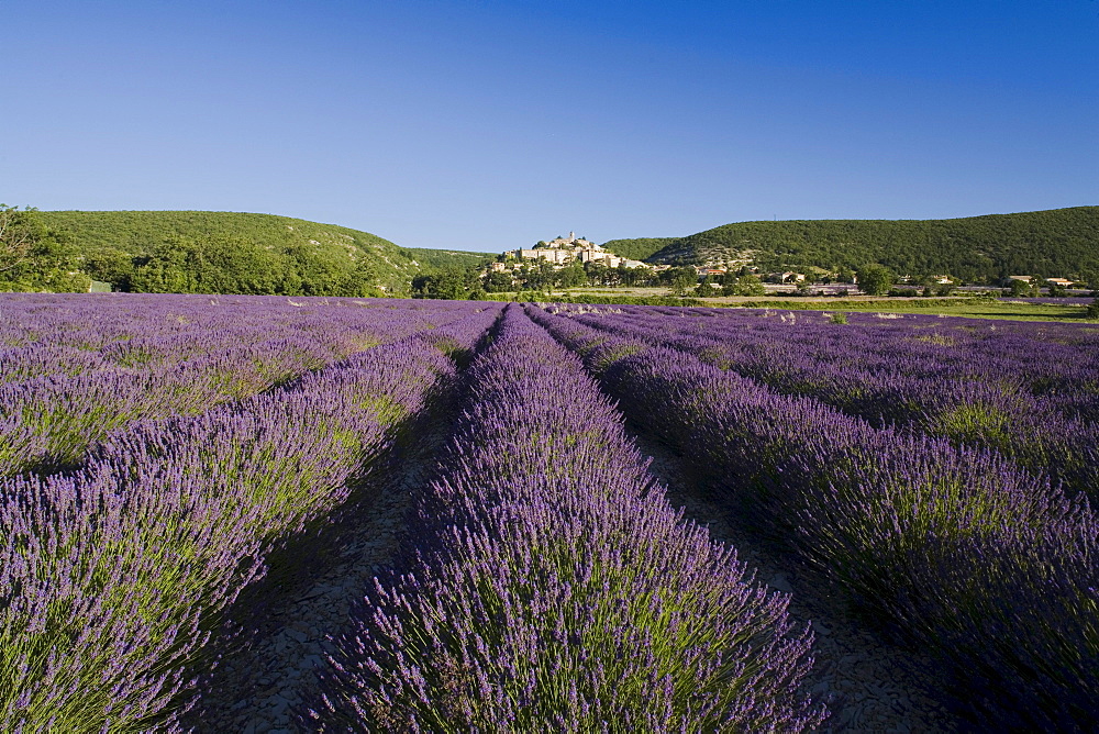 Blooming lavender field in front of the village Banon, Alpes-de-Haute-Provence, Provence, France