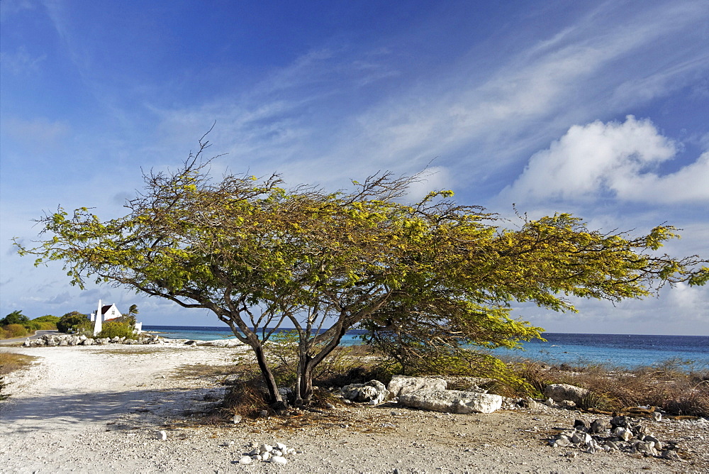 West Indies, Bonaire, Divi Divi Tree