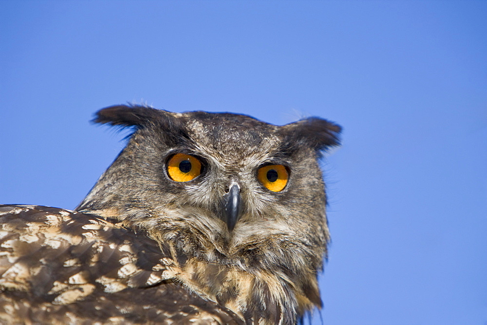 Eurasian Eagle Owl, Bubo bubo, Germany, Bavaria