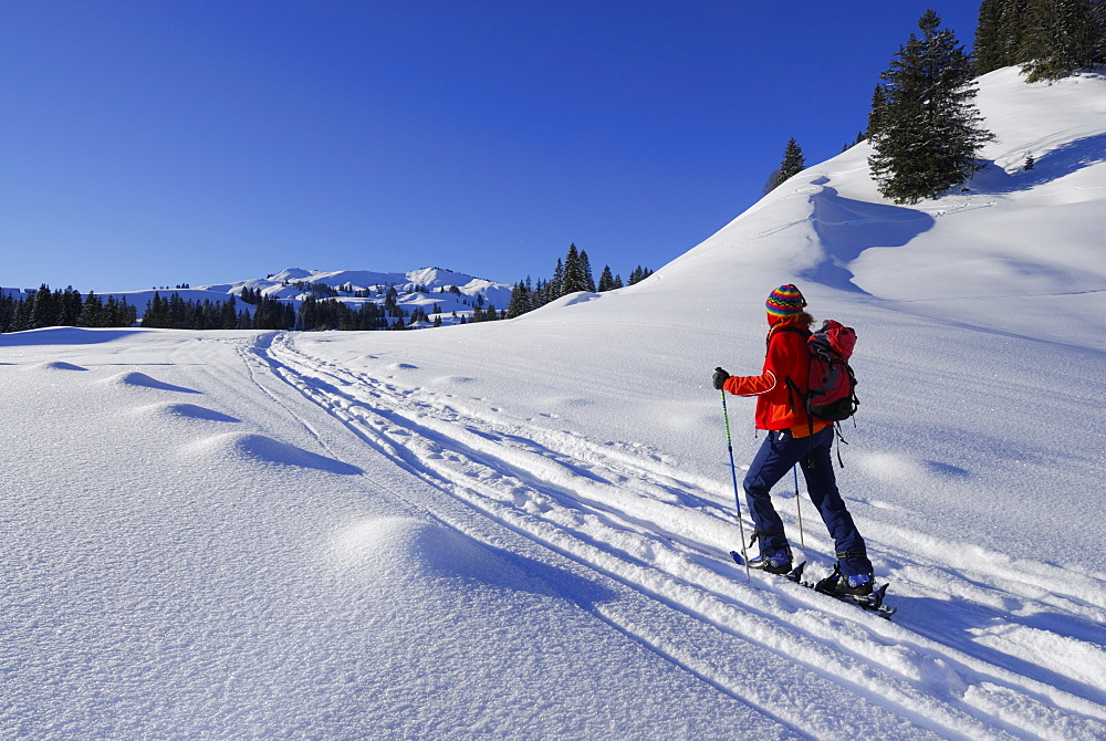 young woman ascending Hoellritzereck and Bleicherhorn through powder snow with hoar frost, Allgaeu range, Allgaeu, Schwabia, Bavaria, Germany