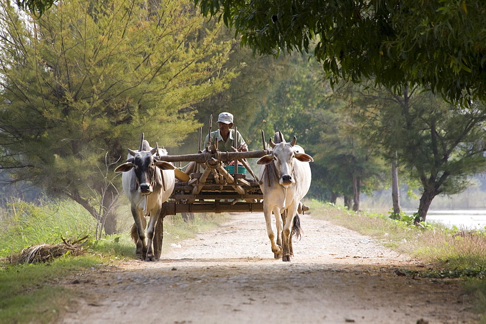 Farmer on a cart with team of oxen on Inwa island ( Ava ) at Ayeyarwady River near Amarapura, Myanmar, Burma