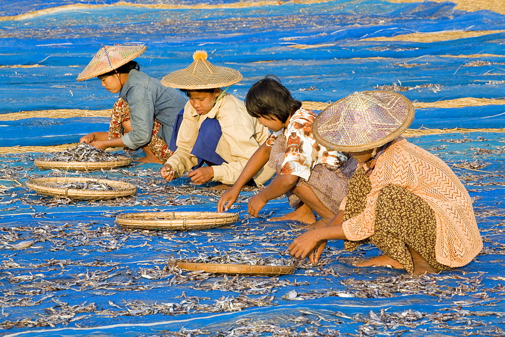 Women drying fish in a fishing village near Ngapali Beach, Gulf of Bengal, Rakhine State, Myanmar, Burma