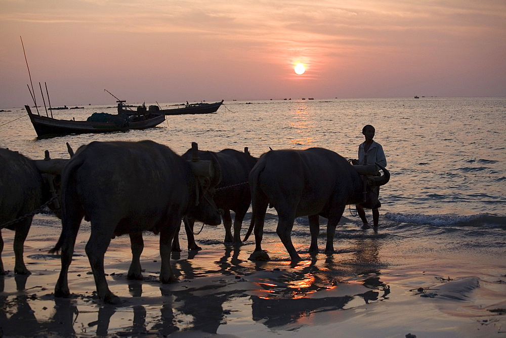 Man with oxens and fishing boats at sunset in Ngapali Beach, Gulf of Bengal, Rakhine State, Myanmar, Burma