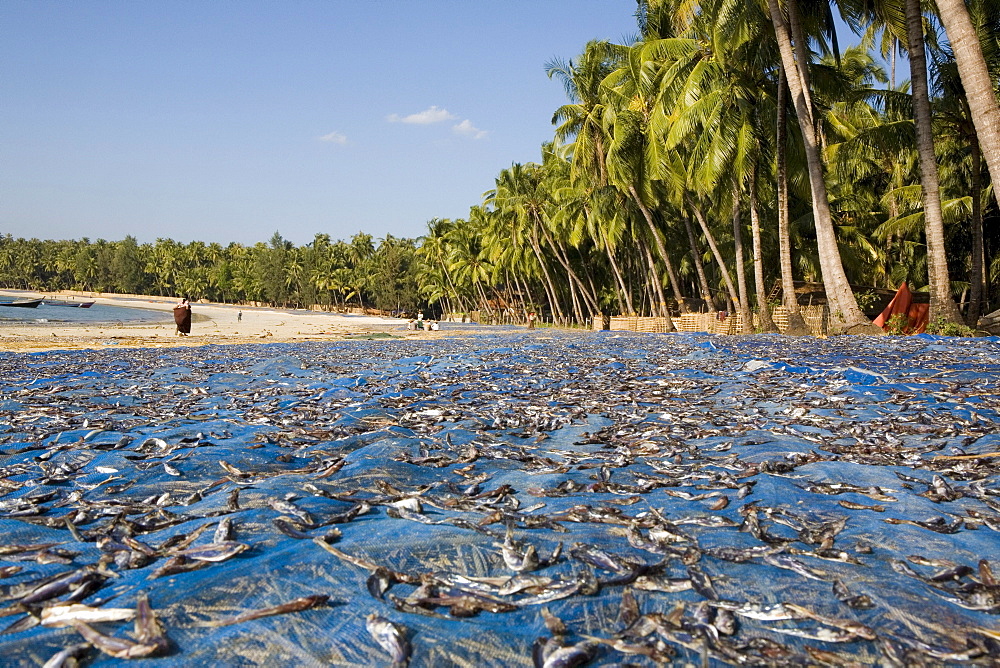 Dryed fish at Ngapali Beach, Gulf of Bengal, Rakhine State, Myanmar, Burma