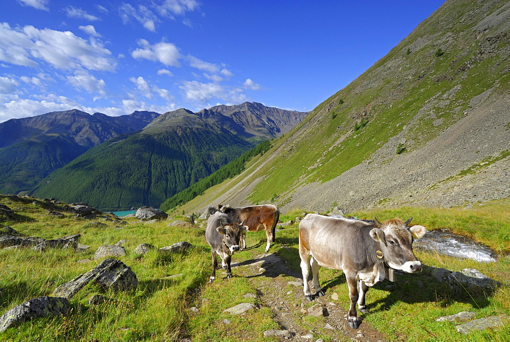 cows above reservoir Vernagtsee, Oetztal range, South Tyrol, Italy