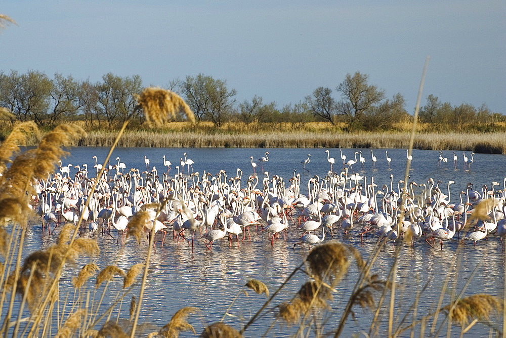 Greater Flamingo, Phoenicopterus ruber, Camargue, France