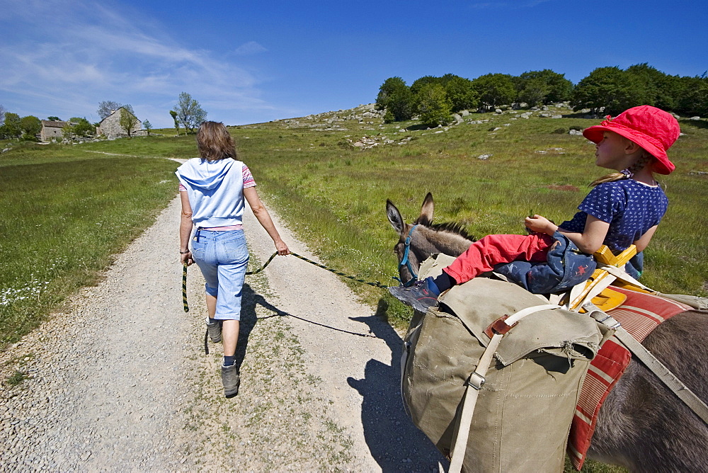 Little girl is sitting on a donkey, donkey-hiking in the Cevennes mountains, France