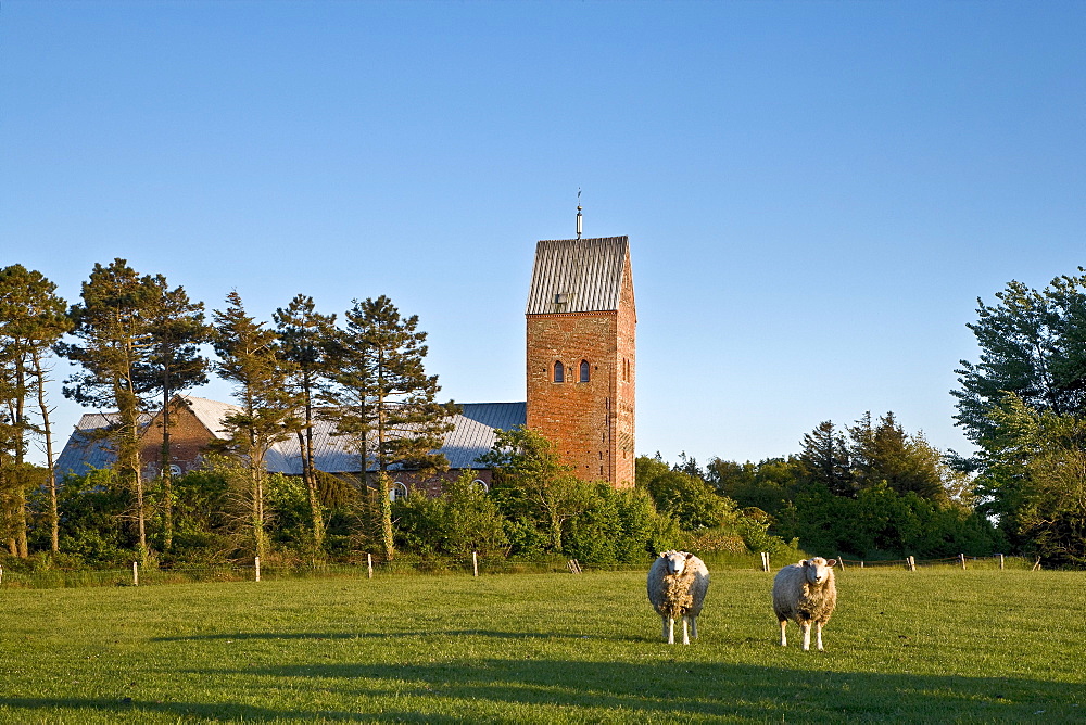 Sheep and St. Laurenti Church, Foehr Island, North Frisian Islands, Schleswig-Holstein, Germany