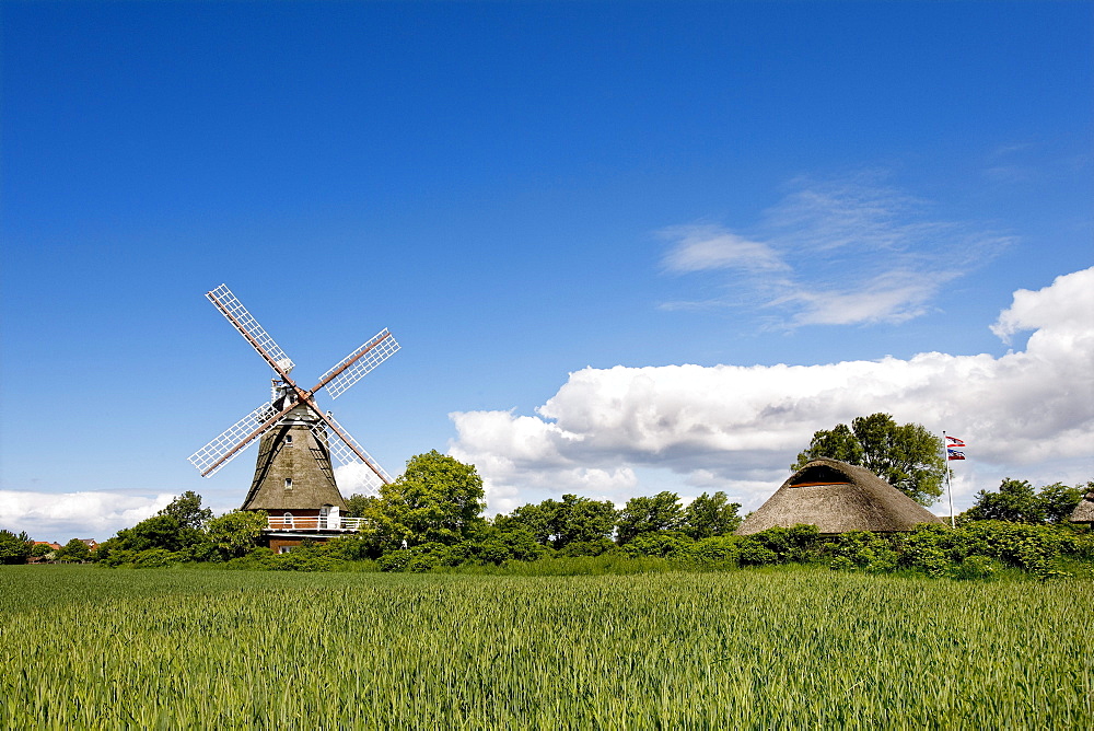 Windmill, Oldsum, Foehr Island, North Frisian Islands, Schleswig-Holstein, Germany