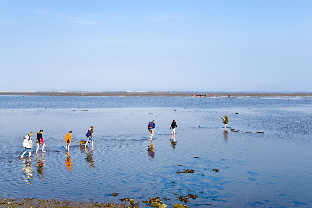 Mudflat hiking tour from Foehr Island to Amrum Island, North Frisian Islands, Schleswig-Holstein, Germany