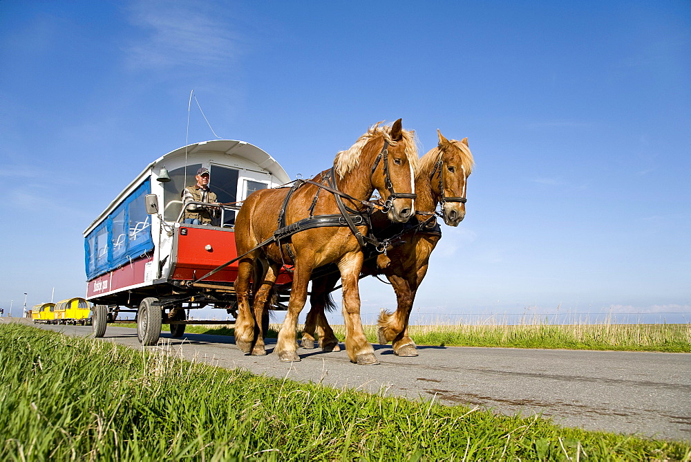 Horse-drawn carriage, Hallig Hooge, Schleswig-Holstein, Germany