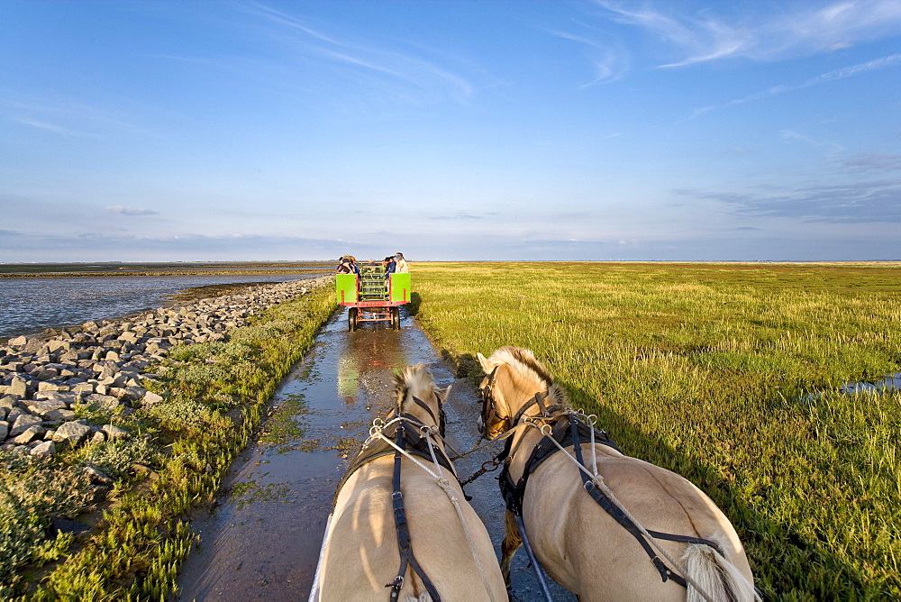 Horse Carriage Tour to Hallig Suedfall, North Frisian Islands, Schleswig-Holstein, Germany