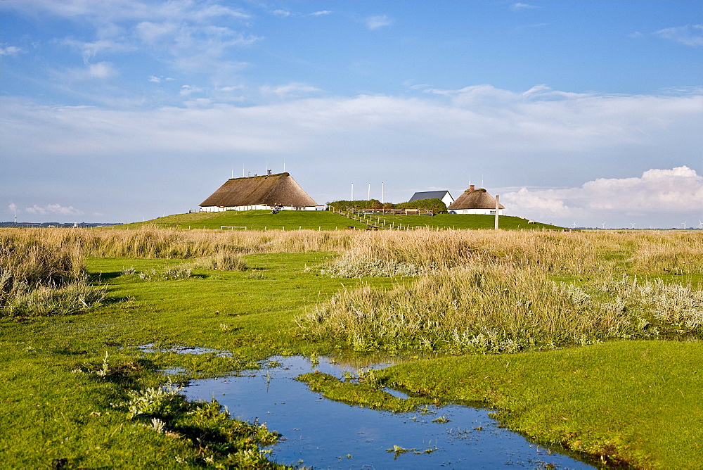 Hamburger Hallig, North Frisian Islands, Schleswig-Holstein, Germany