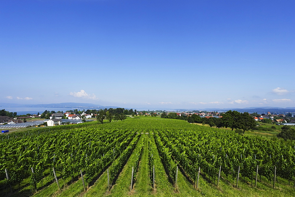 View over vineyard, Reichenau, Baden-Wurttemberg, Germany