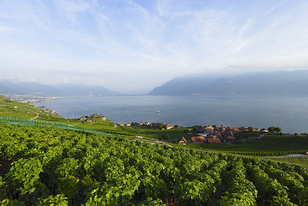 View over vineyards and Rivaz to lake Geneva, Lavaux, Canton of Vaud, Switzerland