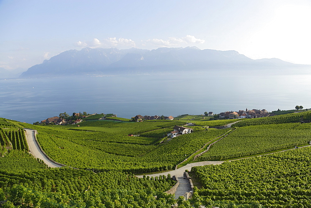 View over vineyards and Rivaz to lake Geneva, Lavaux, Canton of Vaud, Switzerland