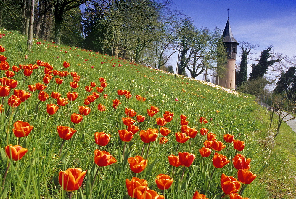 Red tulips in the sunlight and Sweden tower, Mainau island, Lake Constance, Baden Wurttemberg, Germany