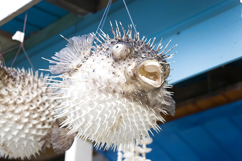 Pufferfish hanging in a souvenir shop at North Point, Barbados, Caribbean