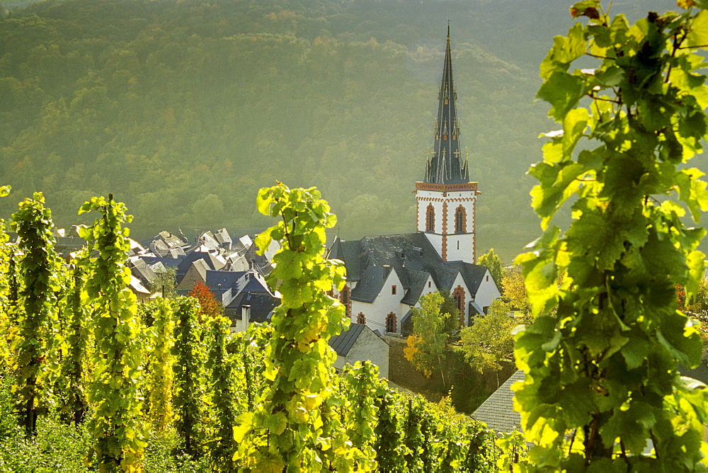 view from the vineyards to St. Martin church, Ediger-Eller, Rhineland-Palatinate, Germany