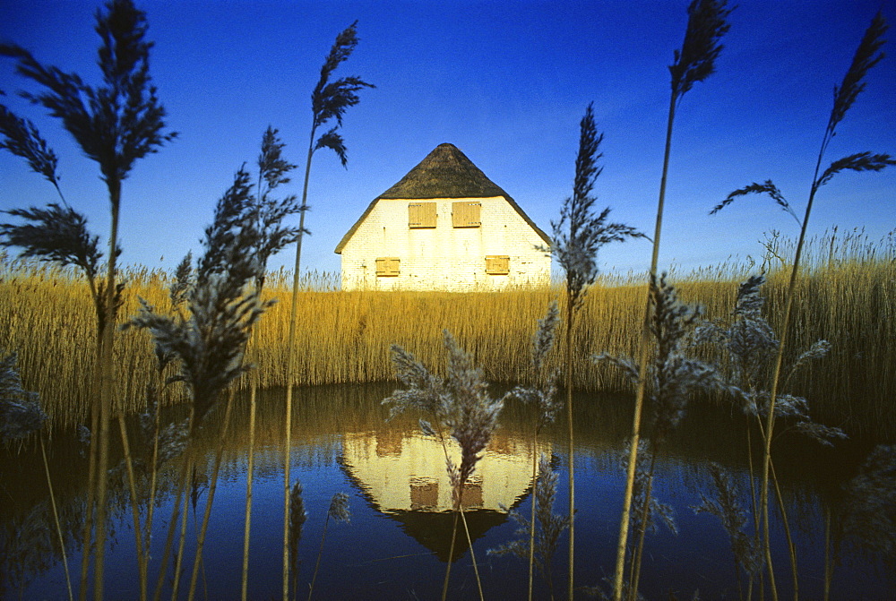 House on a pond with common reed, Langeness holm, North Friesland, Schleswig-Holstein, Germany