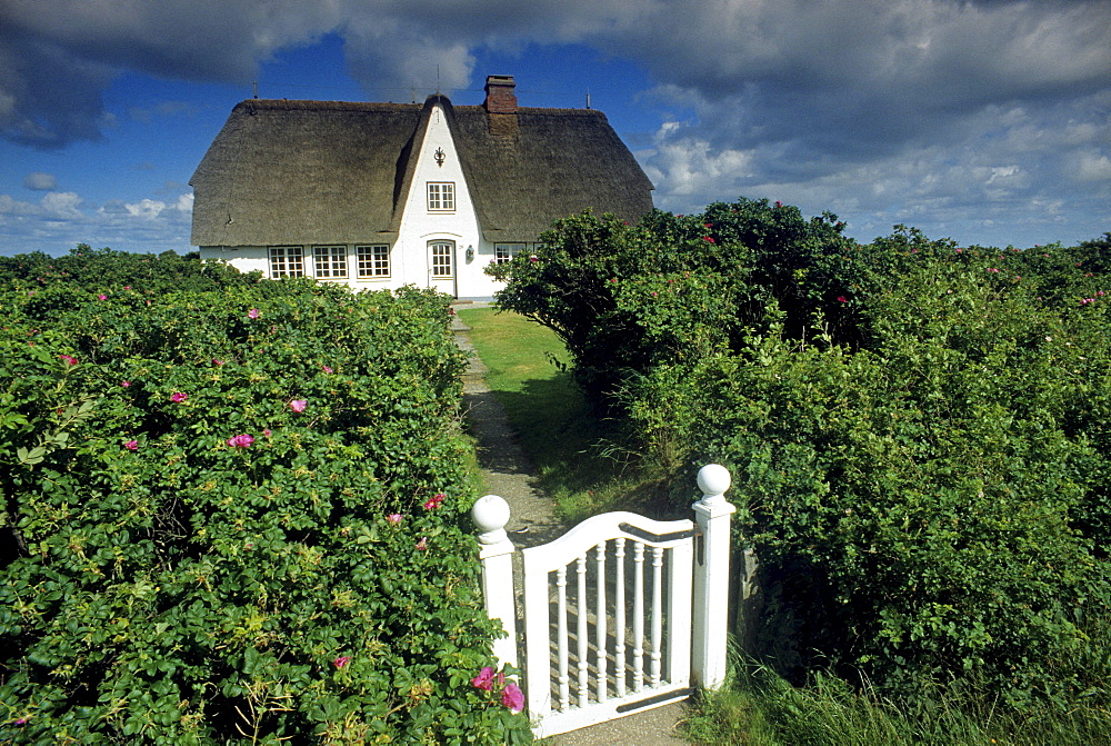 House with thatched roof behind green hedge with gate, Morsum, Sylt island, North Friesland, Schleswig-Holstein, Germany