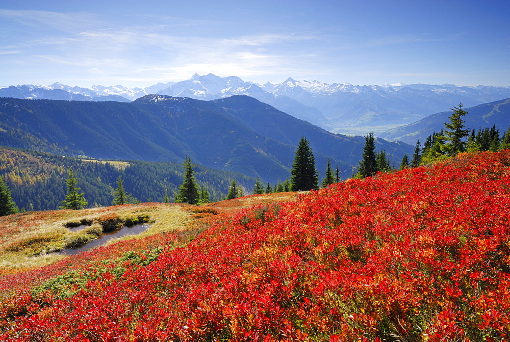 red coloured leafs of huckleberry in autumn with view to Hohe Tauern range, Hundstein, Dientner Schieferberge range, Dientner Schieferalpen range, Salzburg, Austria