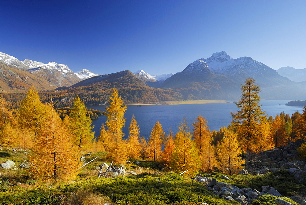 Larches in autumn colours above lake Silser See with Piz da la Margna, Oberengadin, Engadin, Grisons, Switzerland