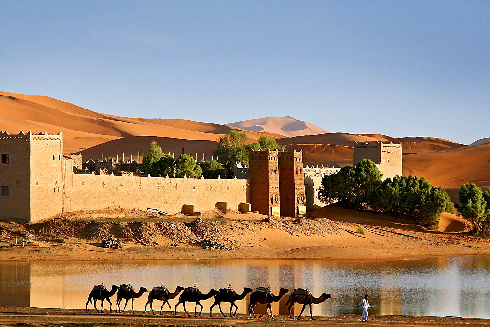 Caravan of camels in front of Auberge Yasmina at the dunes of Erg Chebbi desert, Morocco, Africa