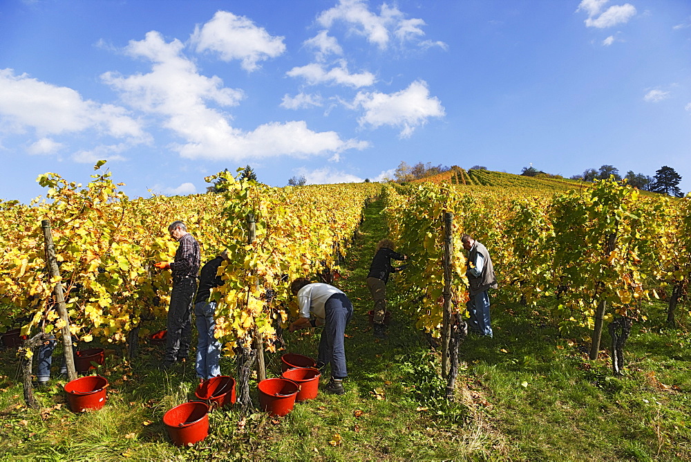 Vintage, Rotenberg vinery, Unterturkheim, Stuttgart, Baden-Wurttemberg, Germany