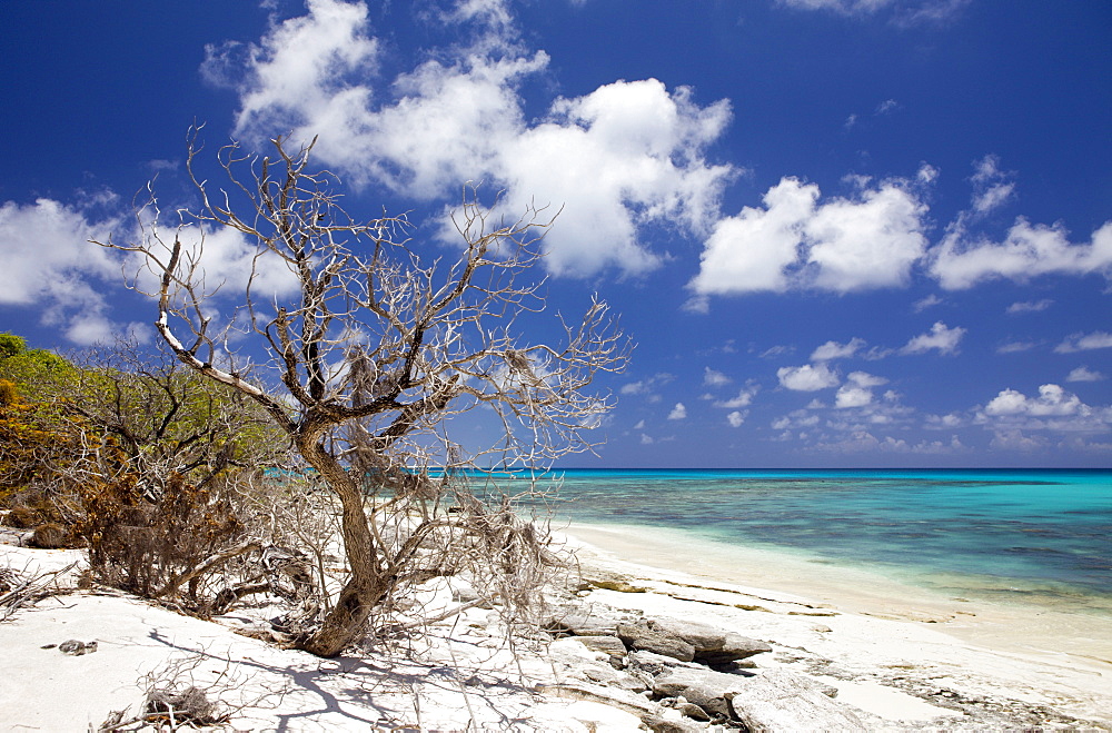 Beach and Lagoon of Bikini, Marshall Islands, Bikini Atoll, Micronesia, Pacific Ocean